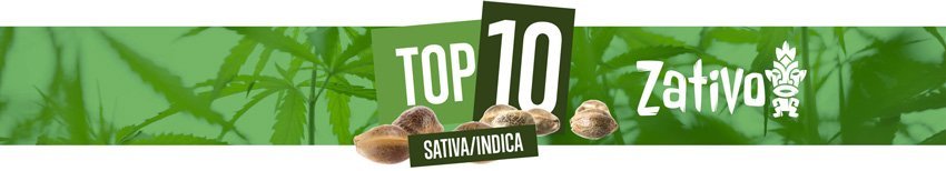 Top 10 Sativa-Indica