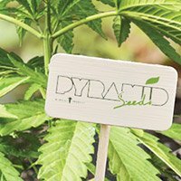 All cannabis seeds from Pyramid Seeds