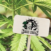 All cannabis seeds from Sensi Seeds