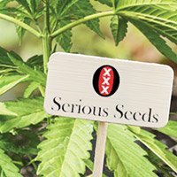 All cannabis seeds from Serious Seeds