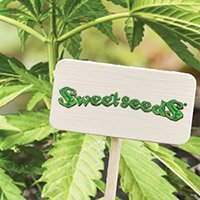 All cannabis seeds from Sweet Seeds