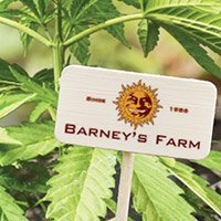All cannabis seeds from Barney's Farm