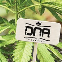 All cannabis seeds from DNA Genetics