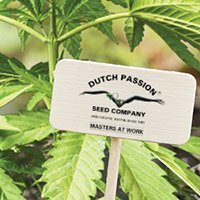 All cannabis seeds from Dutch Passion