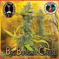 Big Buddha Cheese (Big Buddha Seeds)