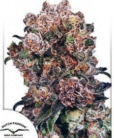 Blueberry by Dutch Passion