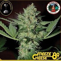 Freeze Cheese '89 (Big Buddha Seeds)