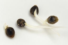Germinated cannabis seeds