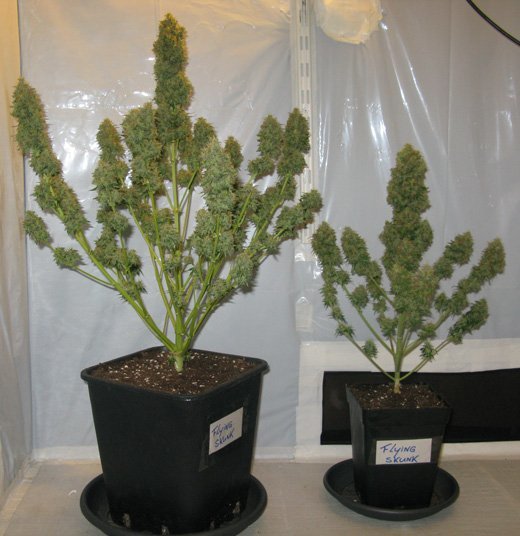 Growing weed indoors pot size
