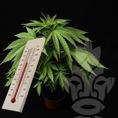 What's the best temp for growing weed