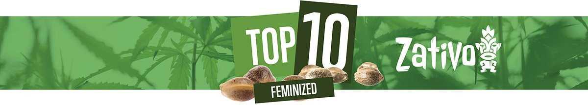 Top 10 Feminized Seeds