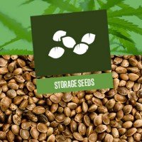 Storage of Cannabis Seeds