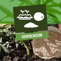 Growing Medium for Cannabis Plants