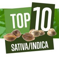  Top 10 Sativa-Indica Cannabis Strains