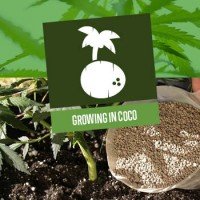 Growing Cannabis In Coco