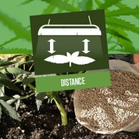 Distance Between Grow Light and Cannabis Plant