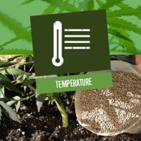 Best Temperature for Growing Cannabis