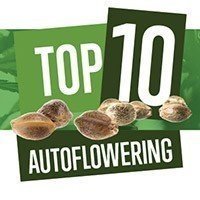 Top 10 Autoflowering Seeds