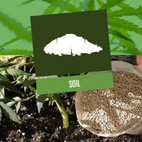 Soil as Growing Medium for Cannabis