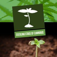 Seedling Stage of Cannabis
