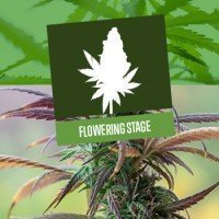Flowering Stage